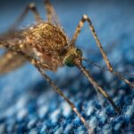 Dünya üzerinde en fazla ölüme sebep olan hayvan; Sivrisinek